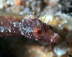 Close up of pipefish with E300 and 50mm lens taken at Sha... by Nikki Van Veelen 